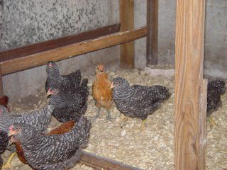 12285_chicks_005.jpg