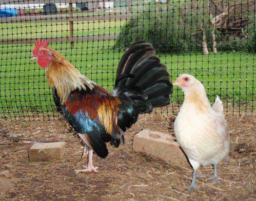 12304_chicken3.jpg