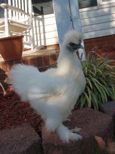 12304_silkie2.jpg