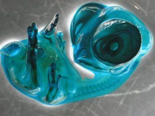 12325_6x_chick_embryo.jpg