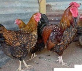 12328_gold_laced_wyandotte.jpg