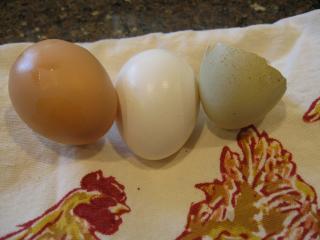 12334_eggs_005.jpg