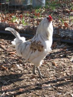 12334_march_2011_trips_chickens_150.jpg