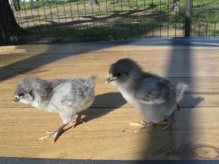 12334_march_2011_trips_chickens_151.jpg