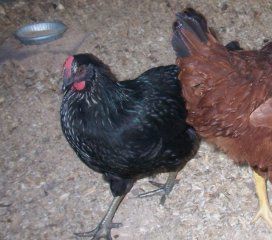 12335_bl_rooster.jpg