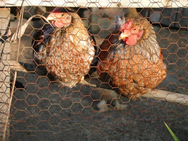 12350_more_chickens_and_such_086.jpg