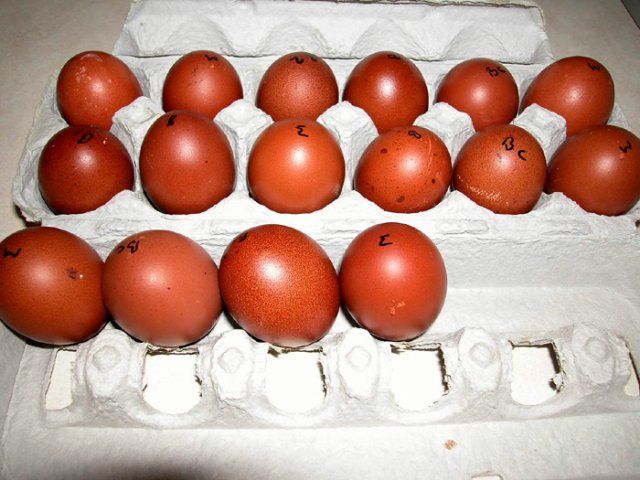 12352_marans_eggs_oct24.jpg