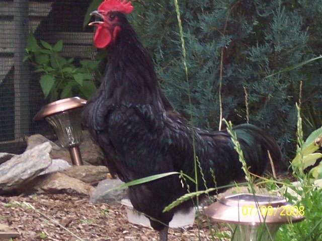 12359_chickens_017.jpg