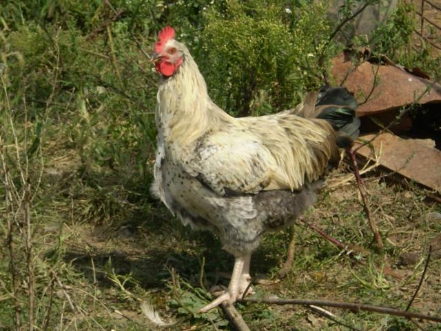 12362_poultry_046.jpg