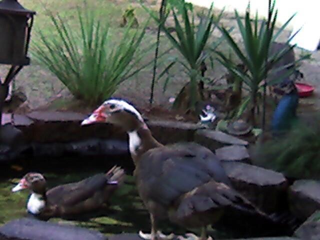 12399_duck.jpg