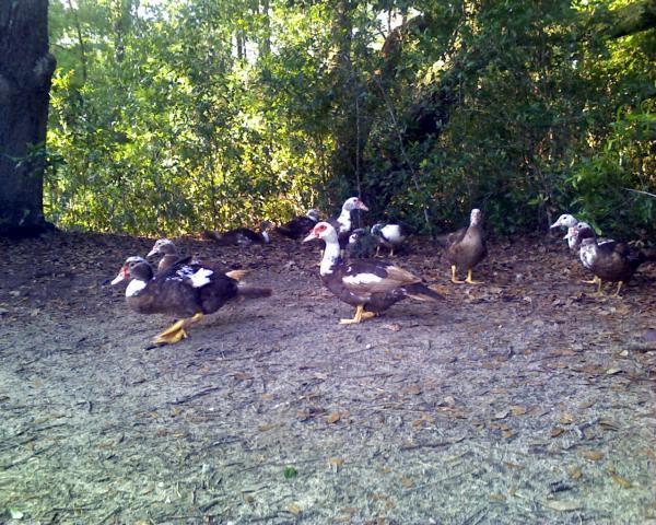 12399_grown_ducklings_1.jpg