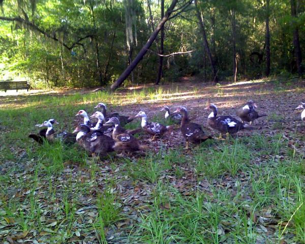 12399_grown_ducklings_2.jpg