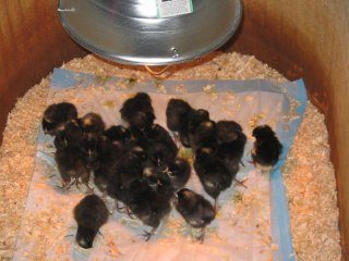 12411_chicks_001.jpg