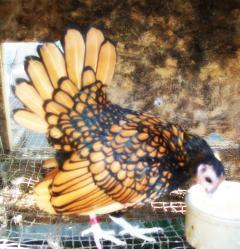 12415_100_7333.jpg