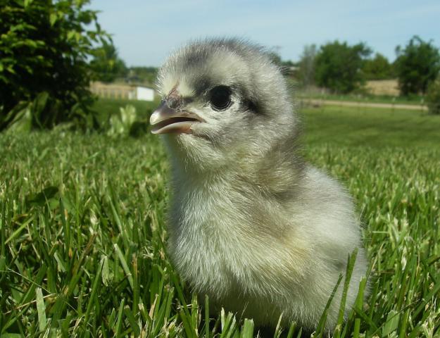 12425_aussie_close_up.jpg