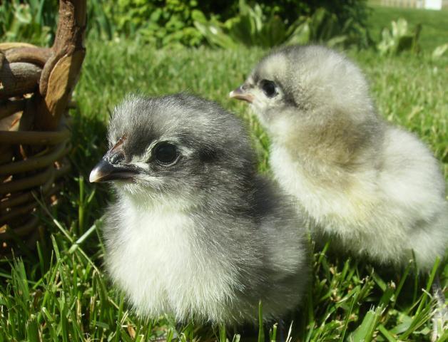 12425_aussies_on_the_lawn.jpg