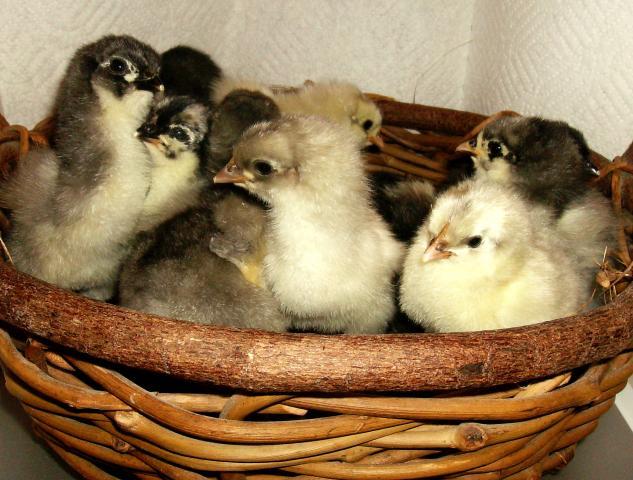 12425_basket_of_bbs_orps.jpg