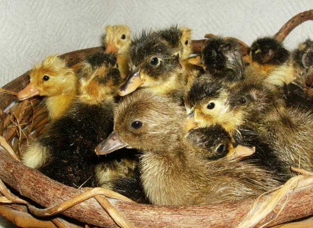 12425_basket_of_ducklings.jpg
