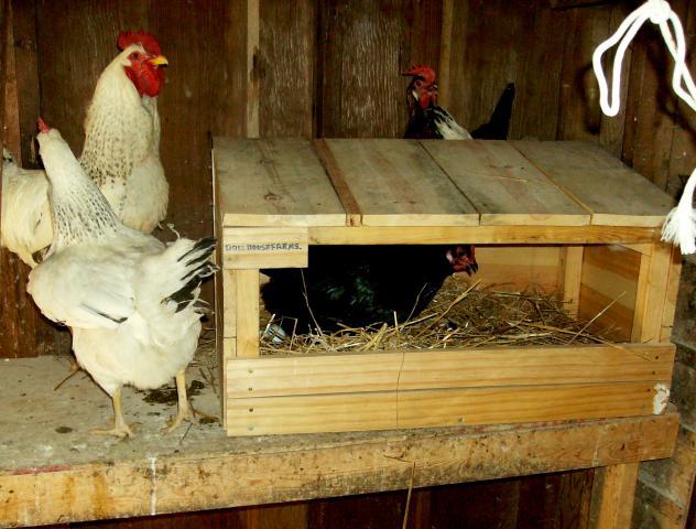 12425_checking_out_the_new_nest_box.jpg