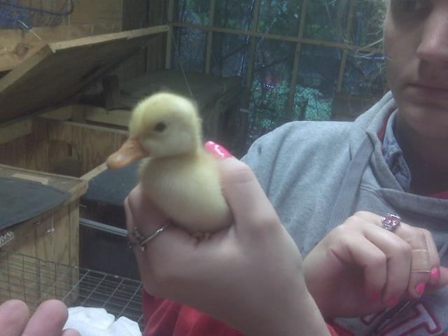 12425_duckling.jpg