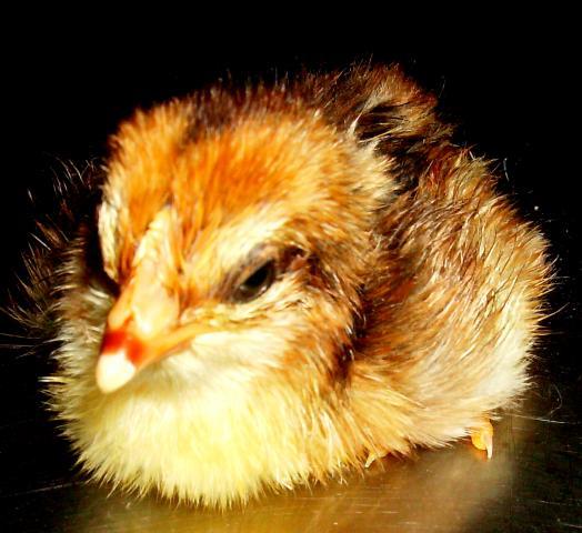 12425_ee_hatch_9-24.jpg