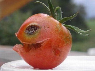 12425_evil-tomato.jpg
