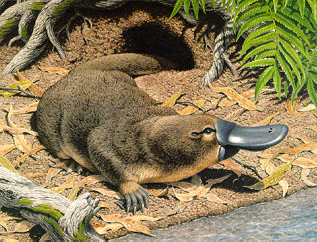 12425_evolution-platypus.gif