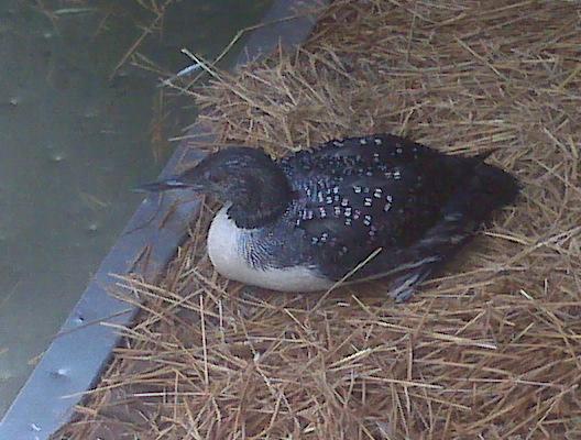 12425_loon.jpg