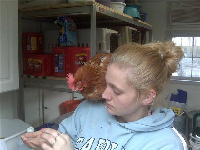 12425_rehab_chicken.jpg