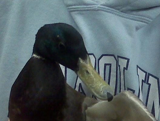 12425_rehab_duck.jpg