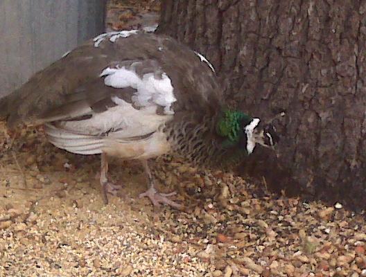 12425_rehab_peacock.jpg