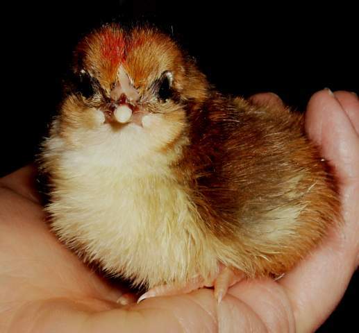 12425_speckled_sussex_chick.jpg
