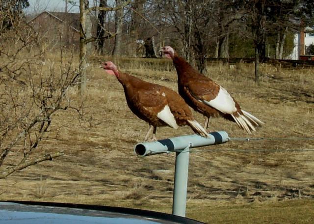 12425_turkeys_on_clothesline.jpg