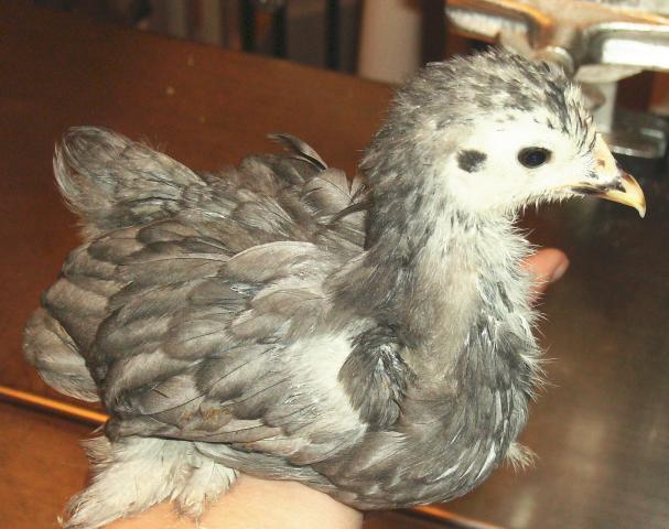 12425_young_blue_bf_cochin_pullet.jpg