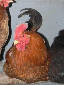 12434_rooster.jpg