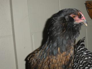 12435_dscn0404.jpg