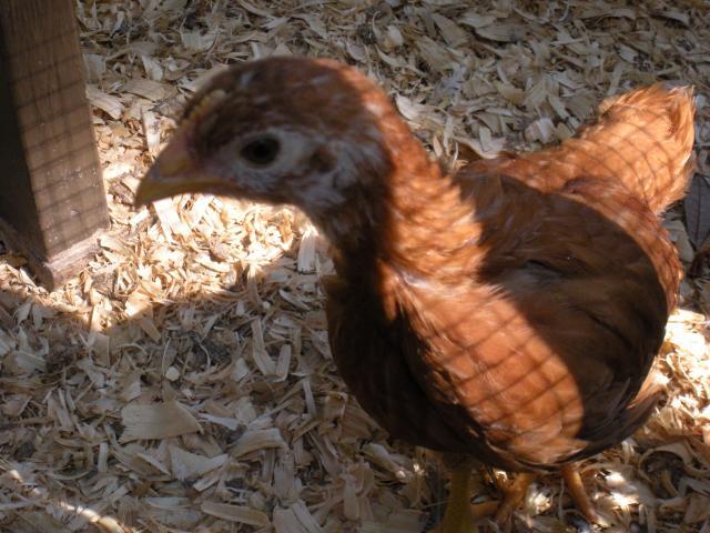 12435_dscn1253.jpg