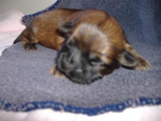 12445_2009_050210daysold0002.jpg