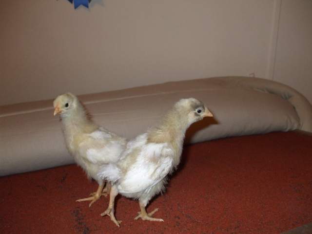 12476_dscf0600.jpg