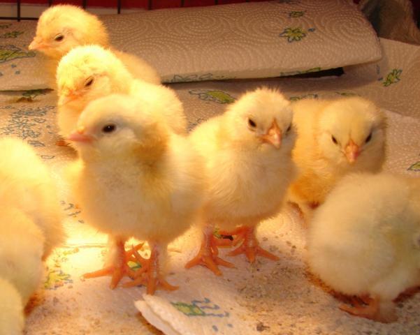 12477_cheeky_chicks.jpg