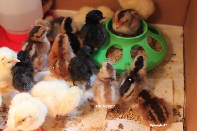 12477_oegb_chicks.jpg