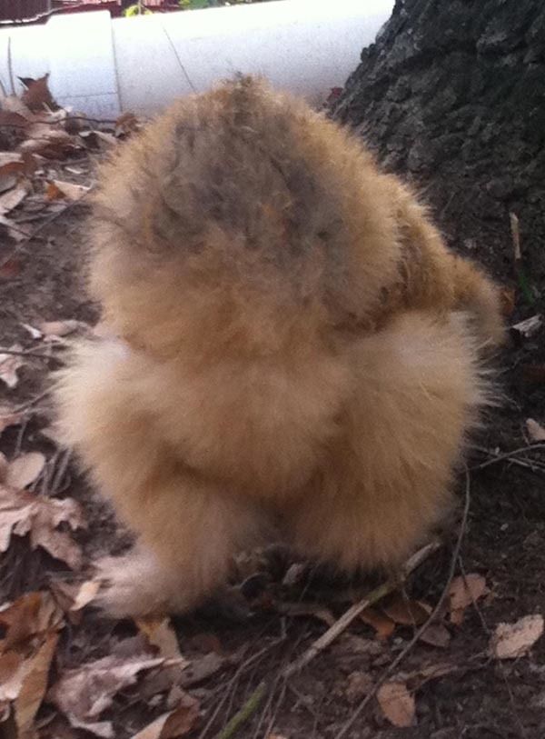 12477_silkie.jpeg