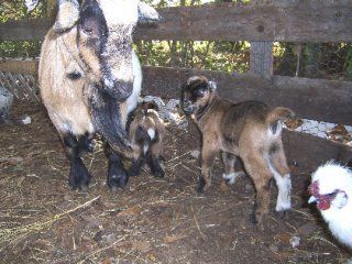 12488_dixie_and_her_babies_2_days_old.jpg