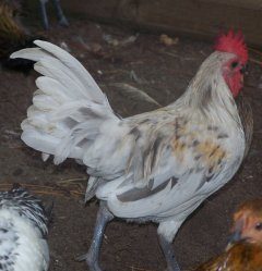 12488_splash_oeg_bantam_rooster_072808_041.jpg