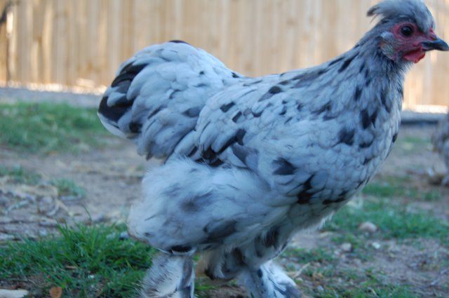 12544_fair_chickens_121.jpg