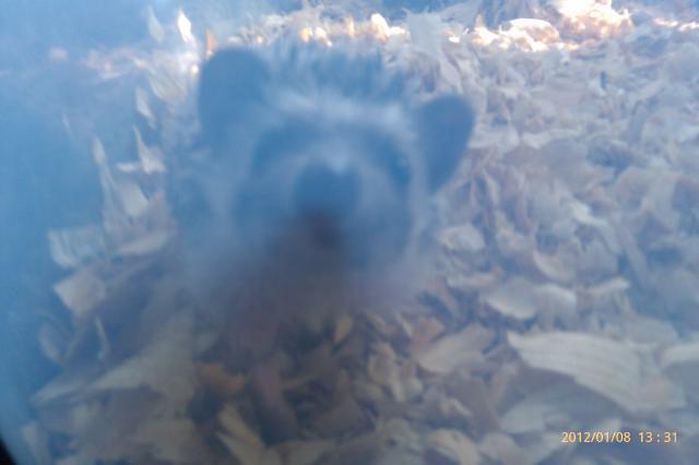 12583_imag0375.jpg