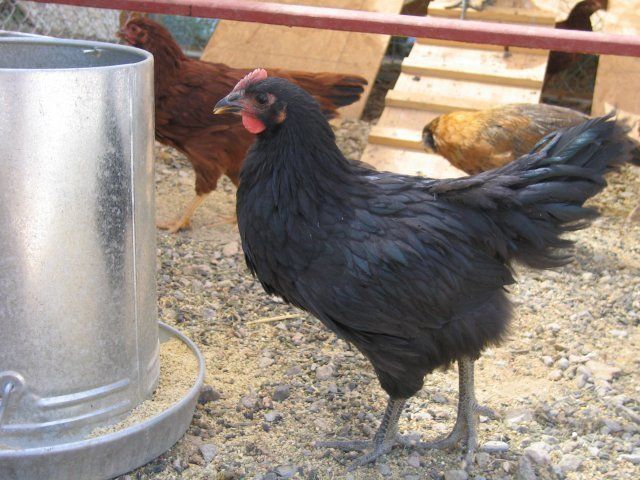 12587_rogersbathroomhensroosters_021.jpg