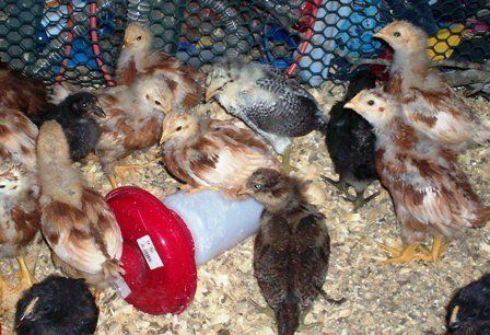 12619_8-14_chicks.jpg