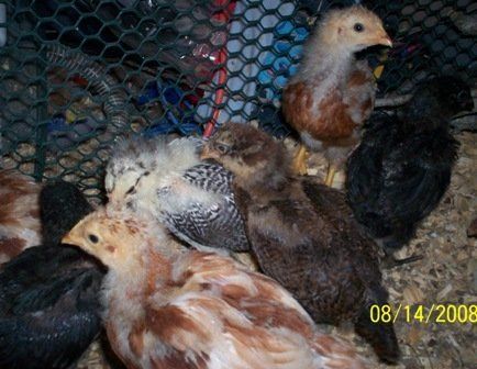 12619_8-14_chicks_3.jpg