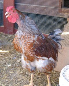 12638_perkins_crowing.jpg